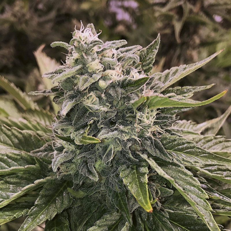 Kandy kush the plant organic seeds Kandy kush the plant organic seeds