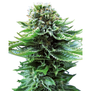 Northern Lights - Autofloraison - Sensi Seeds