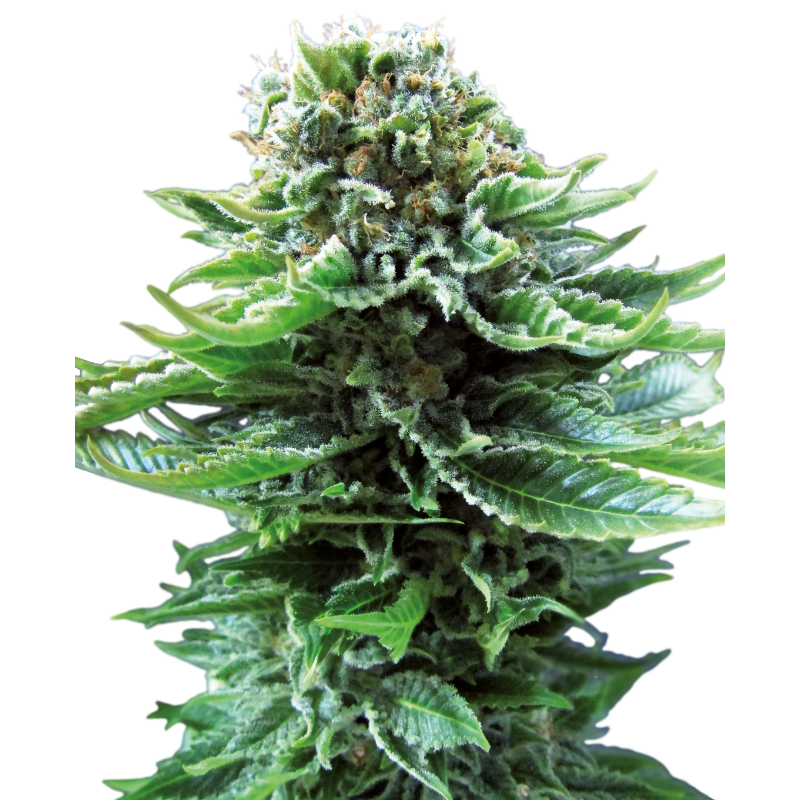 Northern Lights - Autofloraison - Sensi Seeds