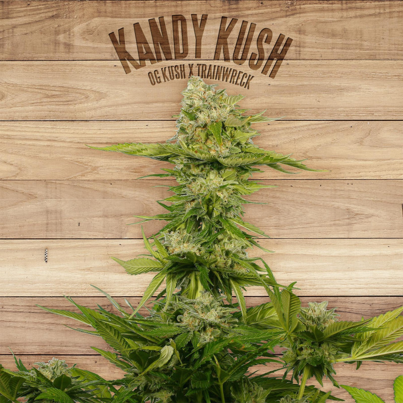 Kandy kush the plant organic seeds Kandy kush the plant organic seeds