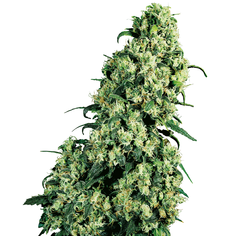 Skunk No 1 - Régulière - Sensi Seeds