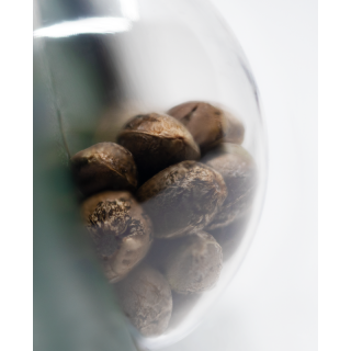 Outdoor Mix - Régulière - Sensi Seeds