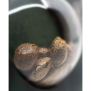 Big Bud - Régulière - Sensi Seeds | ROOTS-SEEDS.FR