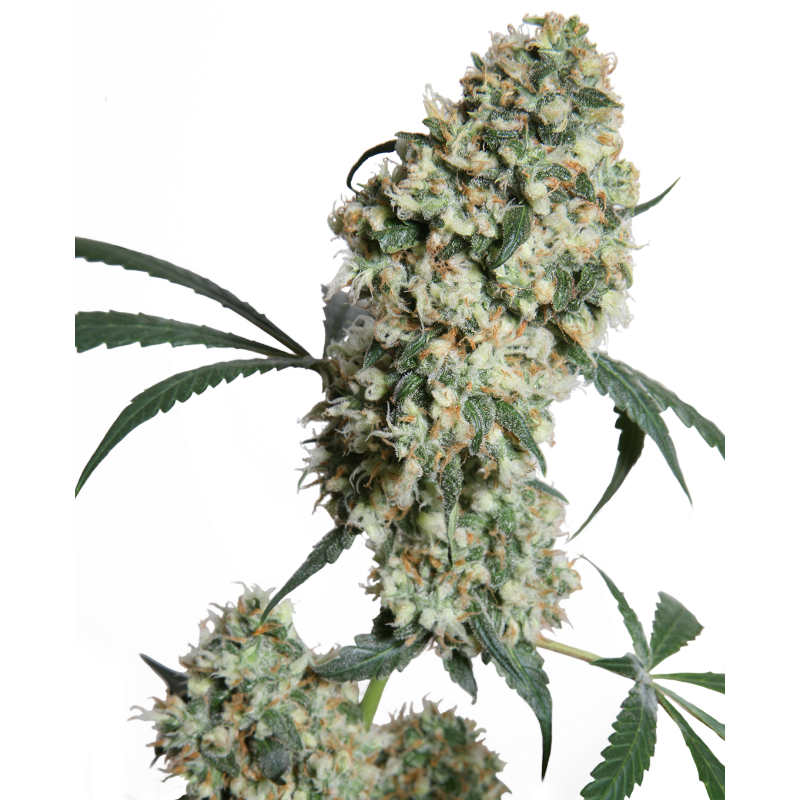 Rosenthal Super Bud - Régulière - Sensi Seeds