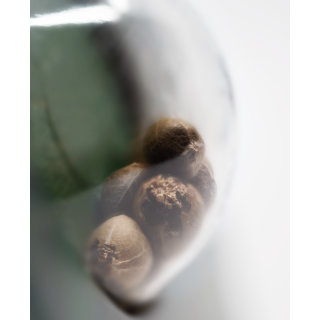 Rosenthal Super Bud - Régulière - Sensi Seeds