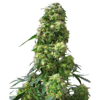 Early Skunk - Régulière - Sensi Seeds