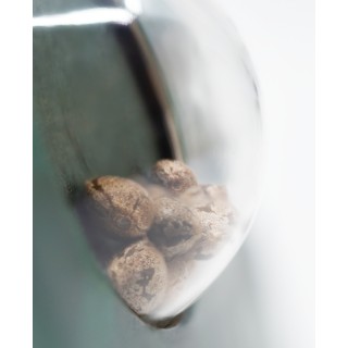 Early Skunk - Régulière - Sensi Seeds