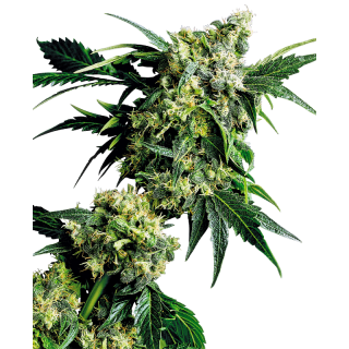 Mr Nice G13 X Hash Plant - Régulière - Sensi Seeds