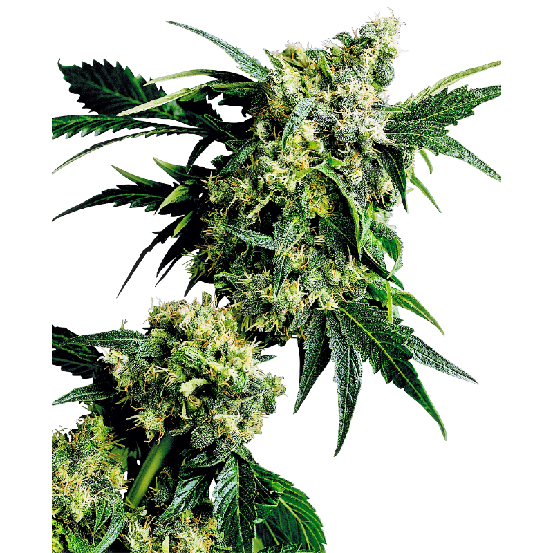 Mr Nice G13 X Hash Plant - Régulière - Sensi Seeds