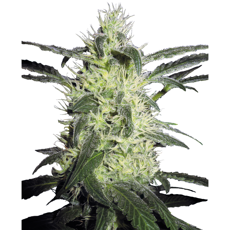 Silver Haze - Régulière - Sensi Seeds