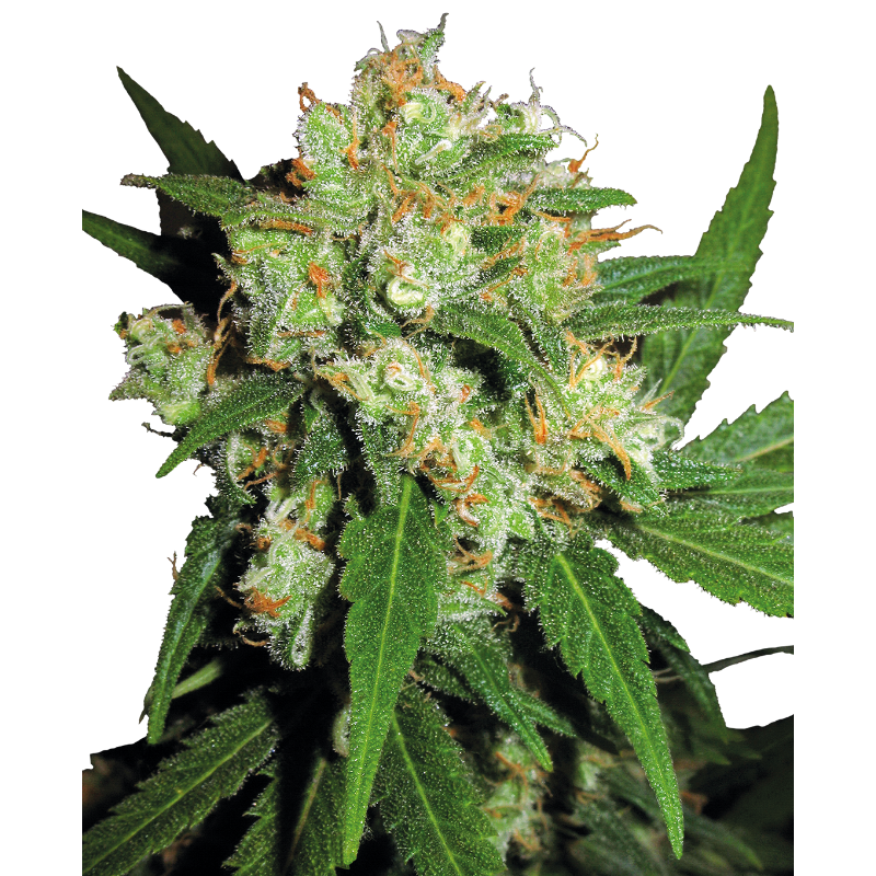 Sensi Skunk - Régulière - Sensi Seeds