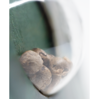 Sensi Skunk - Régulière - Sensi Seeds