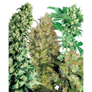 Indoor Mix - Régulière - Sensi Seeds