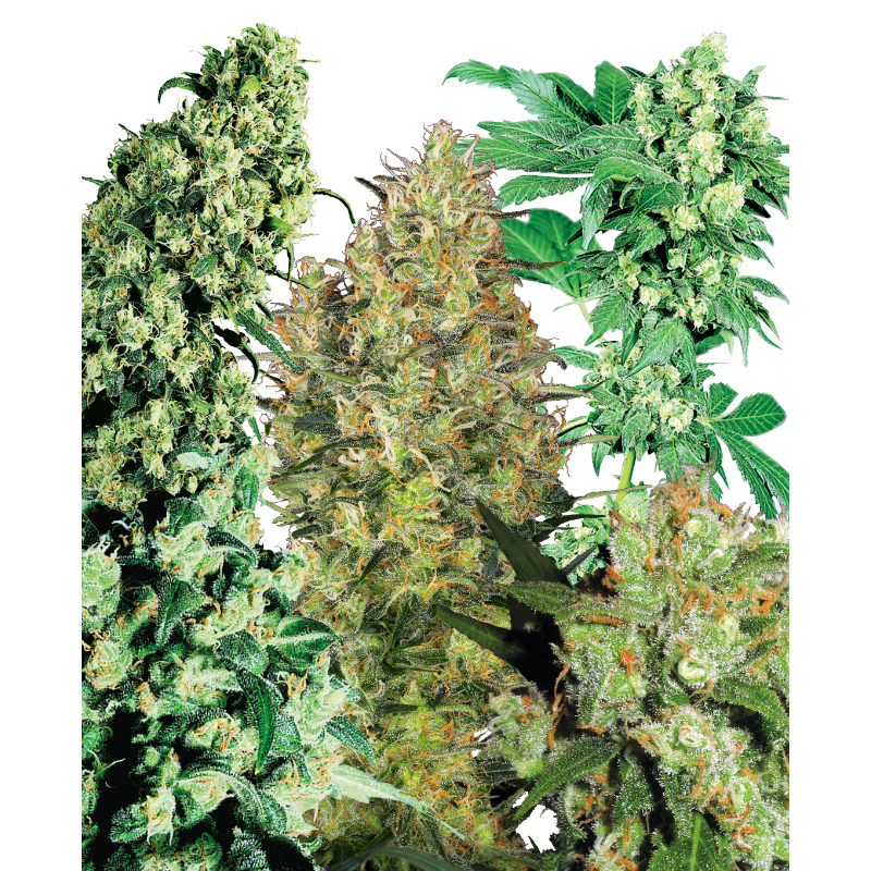 Indoor Mix - Régulière - Sensi Seeds
