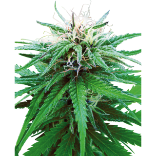 Ruderalis Indica - Régulière - Sensi Seeds