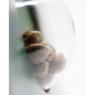 Ruderalis Indica - Régulière - Sensi Seeds