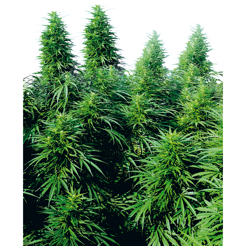 Ruderalis Skunk - Régulière - Sensi Seeds