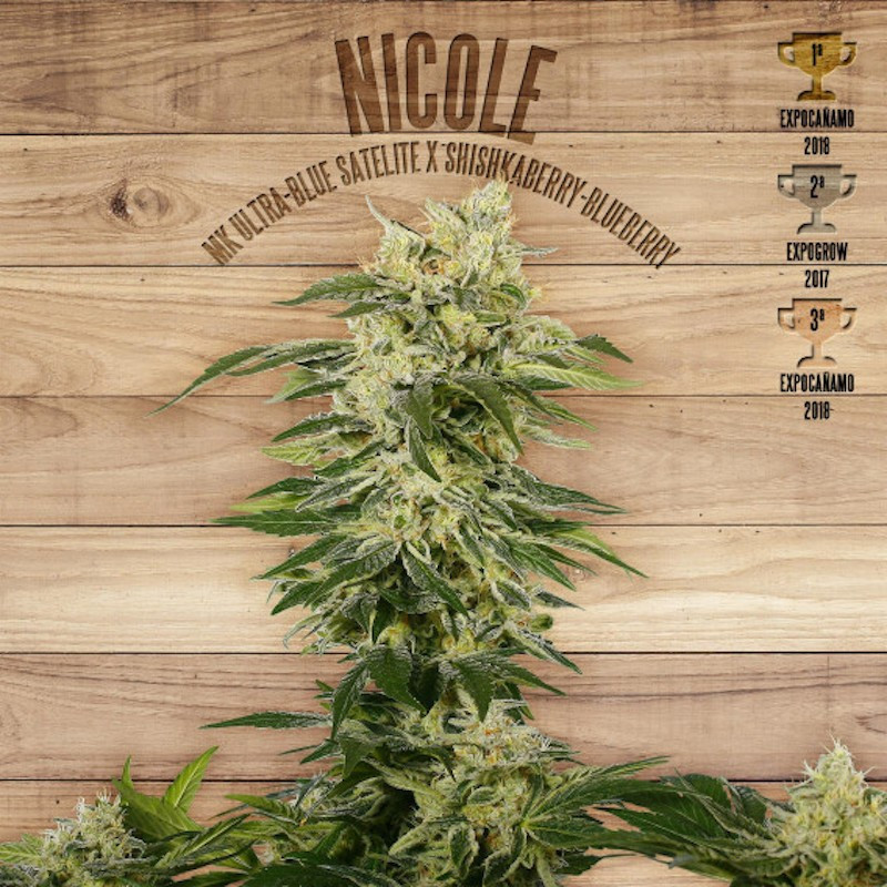 Nicole the plant organic seeds Nicole the plant organic seeds