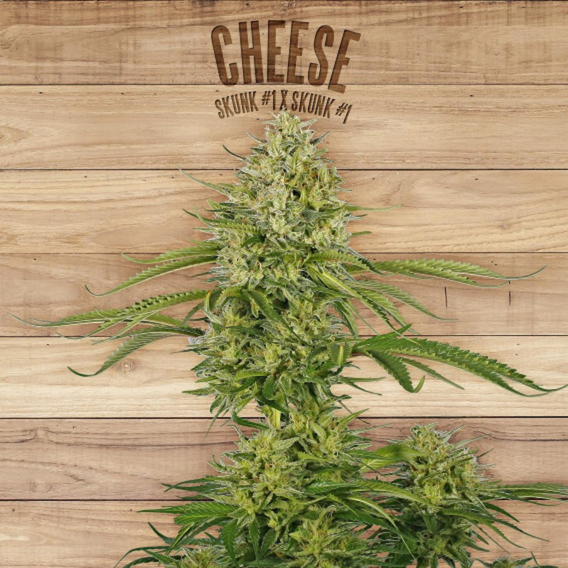 Cheese the plant organic seeds Cheese the plant organic seeds