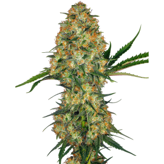 Hindu Kush - Régulière - Sensi Seeds