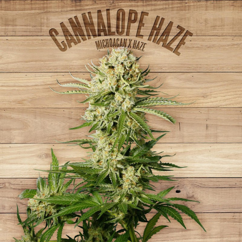 Cannalope haze the plant organic seeds Cannalope haze the plant organic seeds