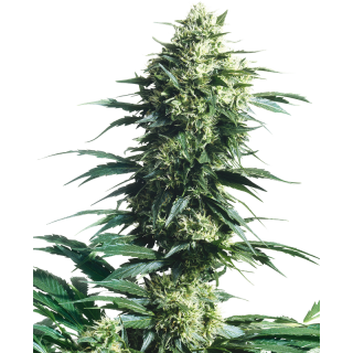 Mother's Finest - Régulière - Sensi Seeds