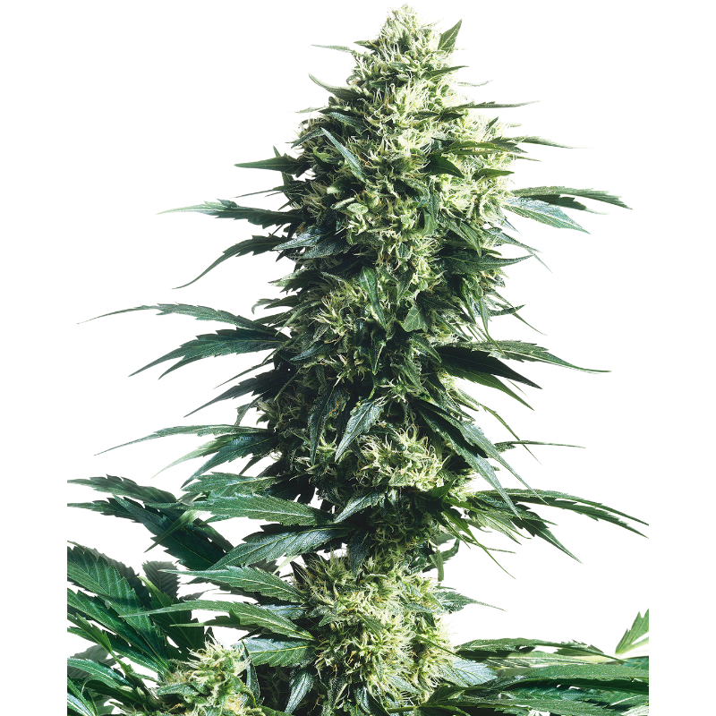 Mother's Finest - Régulière - Sensi Seeds