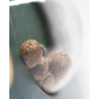 Mother's Finest - Régulière - Sensi Seeds