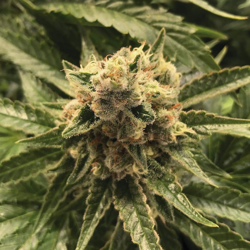 Cannalope haze the plant organic seeds Cannalope haze the plant organic seeds