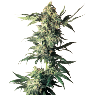 Northern Lights - Régulière - Sensi Seeds
