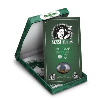 Durban - Régulière - Sensi Seeds