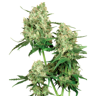 Maple Leaf Indica - Régulière - Sensi Seeds