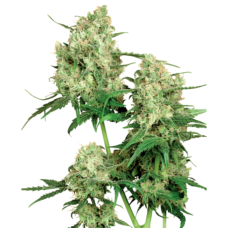 Maple Leaf Indica - Régulière - Sensi Seeds