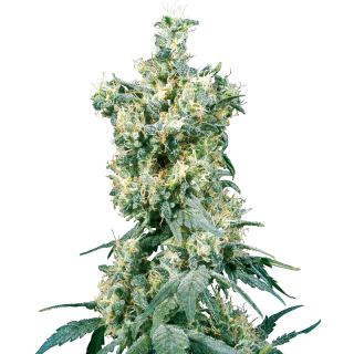 American Dream - Régulière - Sensi Seeds