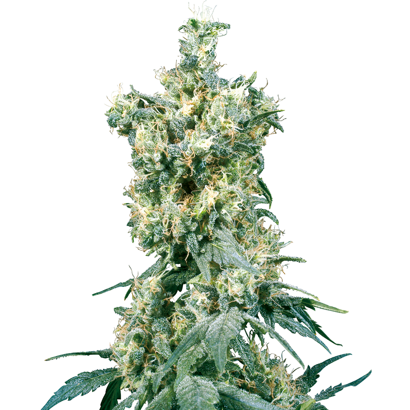 American Dream - Régulière - Sensi Seeds