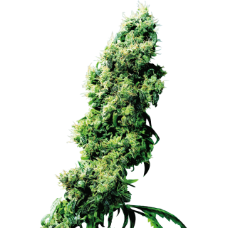Four-Way - Régulière - Sensi Seeds