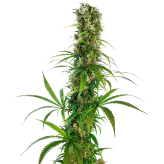 Michka® Régulière - Sensi Seeds
