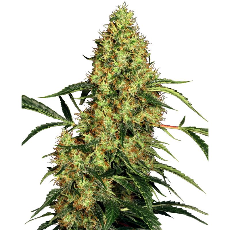 Mexican Sativa - Régulière - Sensi Seeds