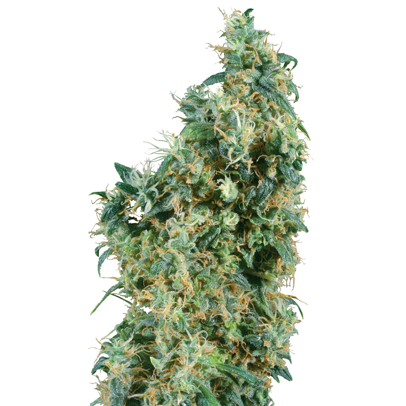 First Lady - Régulière - Sensi Seeds