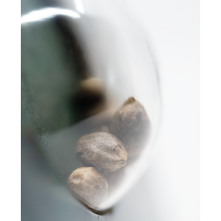 First Lady - Régulière - Sensi Seeds