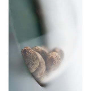 Skunk Kush - Régulière - Sensi Seeds