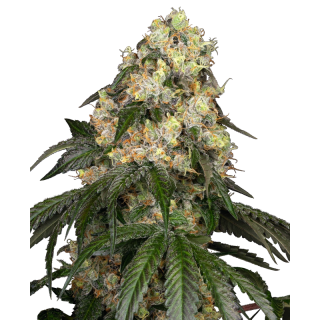 White Biscotti OG XXL - Féminisée - Sensi Seeds