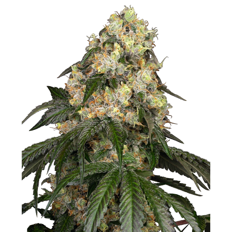White Biscotti OG XXL - Féminisée - Sensi Seeds