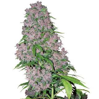 Purple Bud - Féminisée - Sensi Seeds White Label