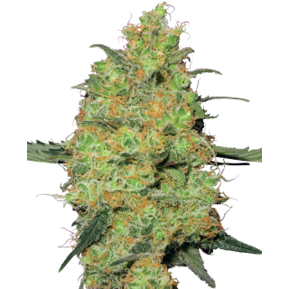 Master Kush - Féminisée - Sensi Seeds White Label | ROOTS-SEEDS.FR