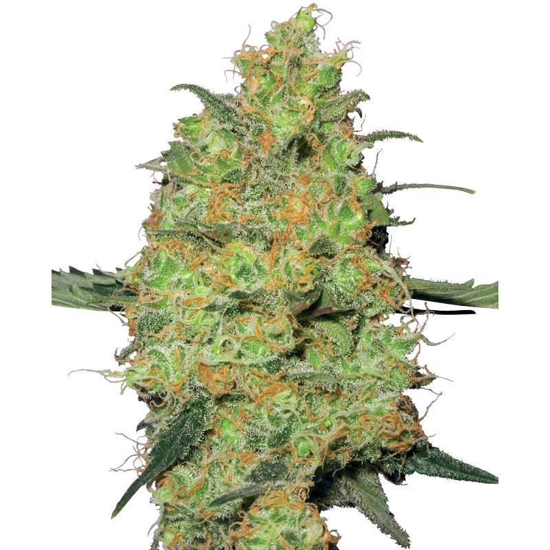 Master Kush - Féminisée - Sensi Seeds White Label | ROOTS-SEEDS.FR