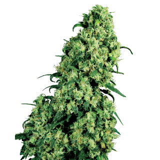 Skunk No 1 - Féminisée - Sensi Seeds White Label | ROOTS-SEEDS.FR