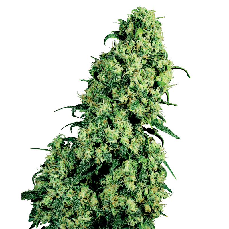 Skunk No 1 - Féminisée - Sensi Seeds White Label | ROOTS-SEEDS.FR