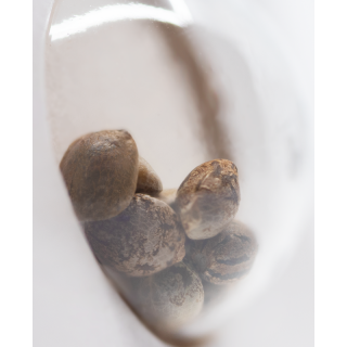 Skunk No 1 - Féminisée - Sensi Seeds White Label | ROOTS-SEEDS.FR