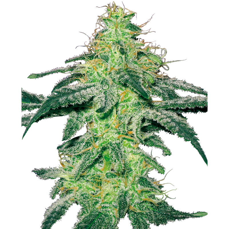 White Skunk - Féminisée - Sensi Seeds White Label